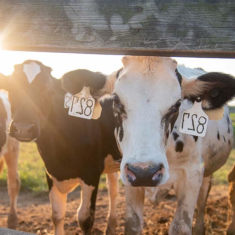 Happy Holsteins