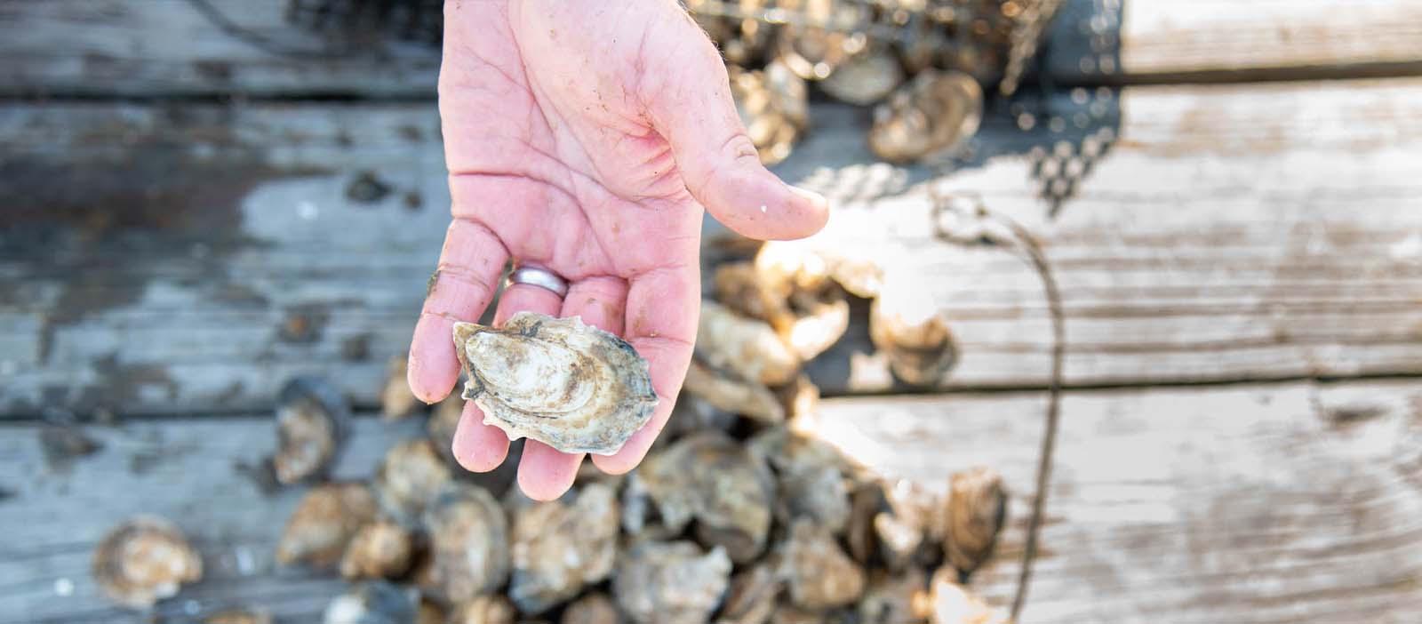 Shellfish Research Lab helps Georgia make strides in oyster aquaculture 